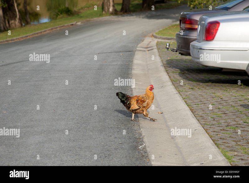 Découvrez l'Aventure Sur La Route Du Poulet à Partir de Casino En Ligne - aperçu